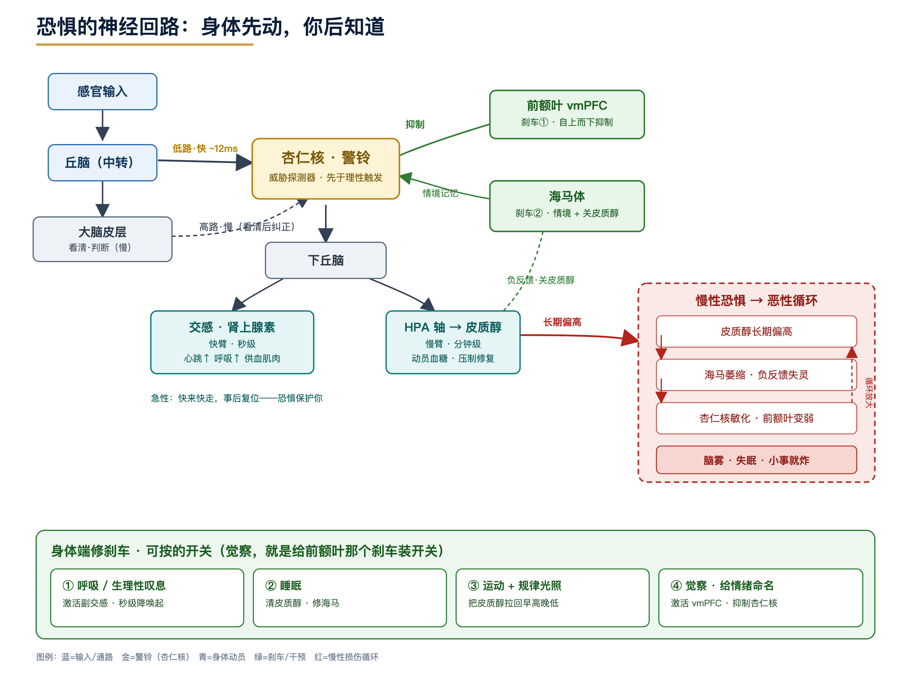 恐惧的神经回路示意图